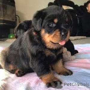 Photo №2 to announcement № 165420 for the sale of rottweiler - buy in Austria private announcement, breeder