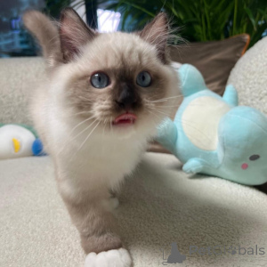 Photo №1. ragdoll - for sale in the city of Anyssprit | negotiated | Announcement № 167319