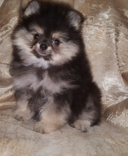 Photo №2 to announcement № 2274 for the sale of pomeranian - buy in Russian Federation private announcement, breeder