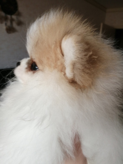 Additional photos: Mini Pomeranian Spitz RKF.