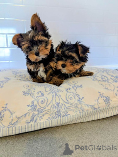 Photo №1. yorkshire terrier - for sale in the city of 'S-hertogenbosch | 392$ | Announcement № 166927