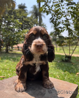 Photo №1. english cocker spaniel - for sale in the city of Potsdam | negotiated | Announcement № 164291
