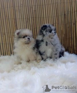 Photo №1. pomeranian - for sale in the city of Dubai | Is free | Announcement № 36767