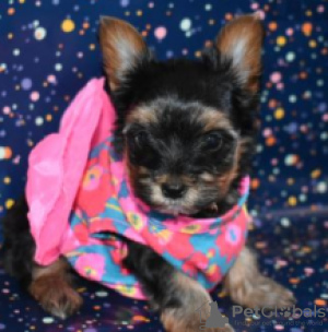 Photo №1. yorkshire terrier - for sale in the city of Galtby | negotiated | Announcement № 55304