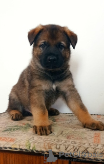 Photo №1. german shepherd - for sale in the city of Ashdod | 60008000$ | Announcement № 58769