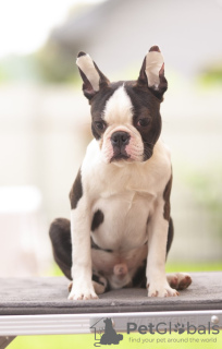 Additional photos: Boston Terrier Beautiful puppies for sale