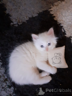 Photo №1. turkish angora - for sale in the city of Achaern | 329$ | Announcement № 147301