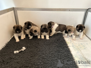 Photo №2 to announcement № 131457 for the sale of akita, american akita - buy in Belgium private announcement, breeder