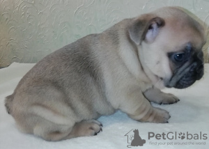 Photo №4. I will sell french bulldog in the city of Cherkasy. private announcement - price - 700$