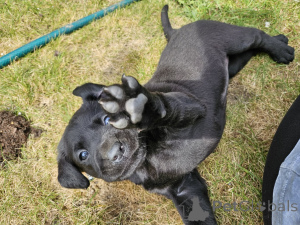 Photo №2 to announcement № 168902 for the sale of labrador retriever - buy in Finland private announcement