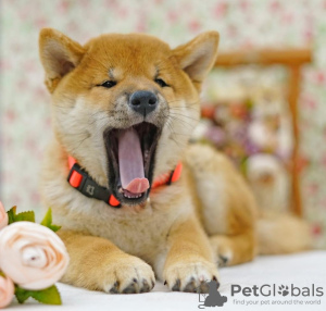 Photo №2 to announcement № 25635 for the sale of shiba inu - buy in Russian Federation private announcement
