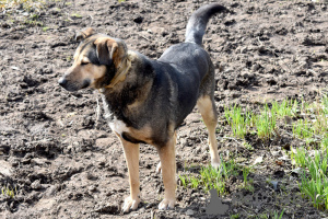 Photo №4. I will sell non-pedigree dogs in the city of St. Petersburg.  - price - Is free