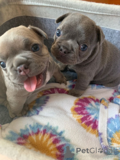 Photo №3. Hausgewohnte French Bulldog Welpen zur Adoption verfügbar. WhatsApp 351 966 674. Germany