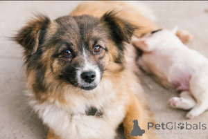 Photo №2 to announcement № 138882 for the sale of  - buy in United Kingdom breeder