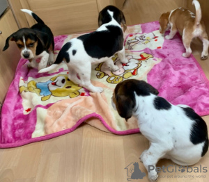 Additional photos: Beagle puppies