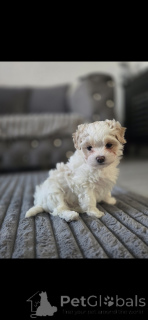 Photo №1. maltipu - for sale in the city of Florida | Is free | Announcement № 161246