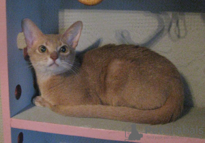 Photo №1. abyssinian cat - for sale in the city of Kobrin | 300$ | Announcement № 50876