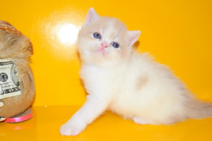 Photo №2 to announcement № 1061 for the sale of exotic shorthair - buy in Ukraine private announcement, breeder