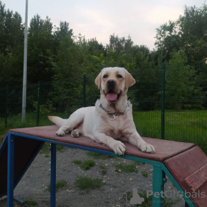 Photo №2 to announcement № 64461 about purchase of labrador retriever - buy in Russian Federation private announcement