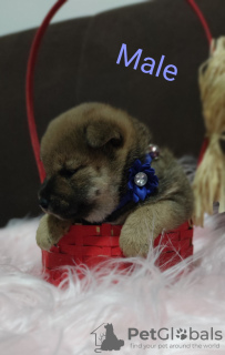 Additional photos: Shiba Inu puppies for sale