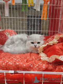 Photo №1. british shorthair - for sale in the city of Riga | 370$ | Announcement № 77389