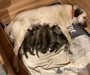Photo №2 to announcement № 55944 for the sale of anatolian shepherd - buy in Czech Republic breeder