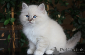 Photo №1. birman - for sale in the city of Helsinki | Is free | Announcement № 133754