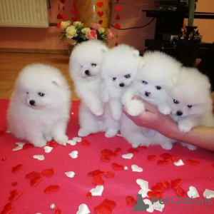 Photo №1. pomeranian - for sale in the city of Москва | 317$ | Announcement № 36511