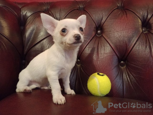 Photo №1. chihuahua - for sale in the city of Zürich | 528$ | Announcement № 55153