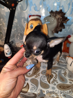 Photo №2 to announcement № 8752 for the sale of chihuahua - buy in Russian Federation breeder