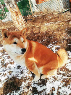 Photo №3. Shiba Inu boy show class. Russian Federation
