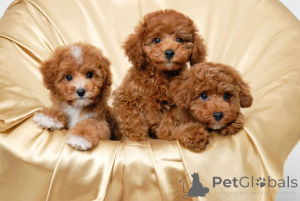 Photo №1. poodle (toy) - for sale in the city of Heinola | negotiated | Announcement № 162100