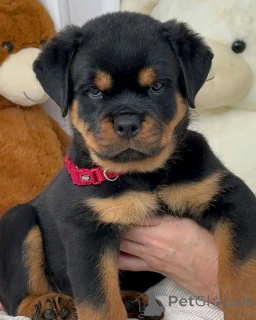 Photo №2 to announcement № 137178 for the sale of rottweiler - buy in Germany private announcement, breeder