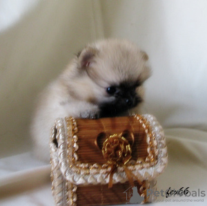 Photo №2 to announcement № 7829 for the sale of pomeranian - buy in Russian Federation breeder