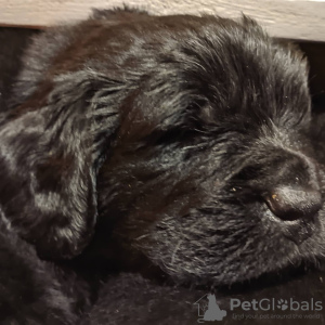 Photo №1. newfoundland dog - for sale in the city of Kharkov | 355$ | Announcement № 8843