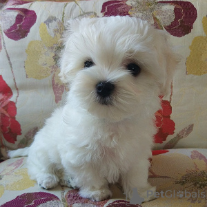 Photo №1. maltese dog - for sale in the city of Kiev | 1500$ | Announcement № 14276