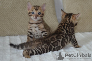Photo №1. bengal cat - for sale in the city of Zürich | 312$ | Announcement № 28897