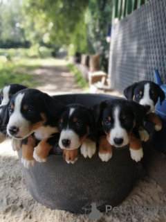 Photo №1. appenzeller sennenhund - for sale in the city of Achaern | 361$ | Announcement № 171415