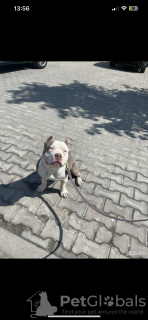 Photo №3. American Bully puppy. Russian Federation