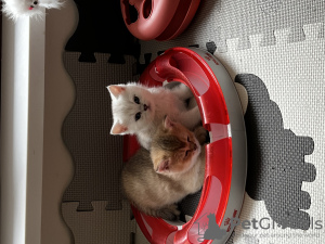 Additional photos: British shorthair silver chinchillas are offered for reserve