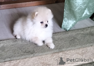 Photo №1. pomeranian - for sale in the city of Freiburg im Breisgau | 380$ | Announcement № 124447