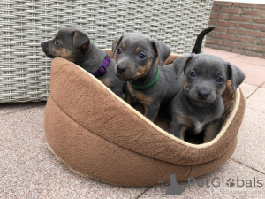 Photo №1. jack russell terrier - for sale in the city of Danderyd | 877$ | Announcement № 168383