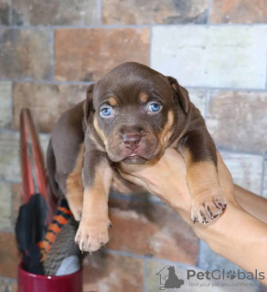 Photo №1. american pit bull terrier - for sale in the city of Ohio | 400$ | Announcement № 126645