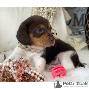 Photo №4. I will sell beagle in the city of São Paulo. private announcement - price - 210$