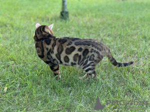 Additional photos: Gorgeous Bengal cat - GrandInterChampion of the breed