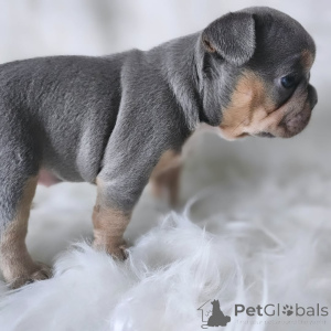 Photo №1. french bulldog - for sale in the city of Paris | 2581$ | Announcement № 163033