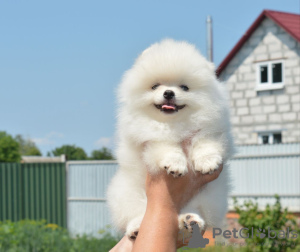 Photo №3. Pomeranian Spitz puppies,. Germany