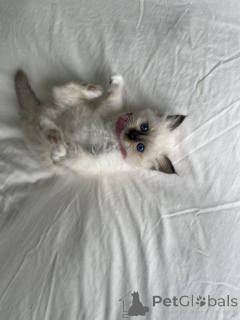Photo №1. birman - for sale in the city of Eging on the lake | 361$ | Announcement № 173518