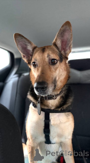 Photo №3. The dog Semyon is looking for a new home!. Russian Federation