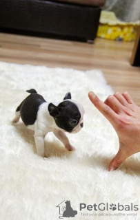Photo №2 to announcement № 64579 for the sale of french bulldog - buy in Germany 